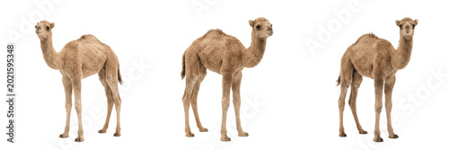 Bild auf Leinwand Set and collection of single camel standing isolated on white background