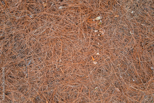 Layered Pine Needle Texture Background with Natural Detail
