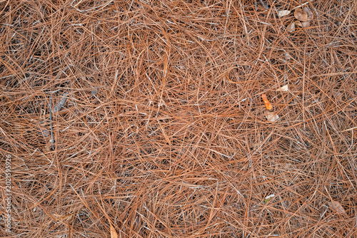 Natural Pine Needle Surface with Dense Organic Coverage