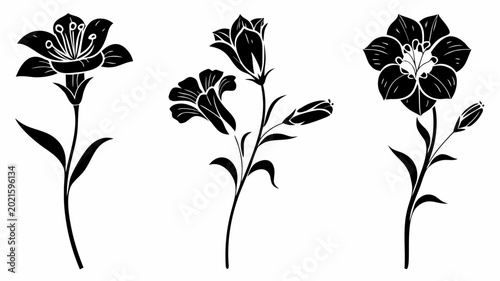 Black floral illustrations of blooming flowers on transparent background