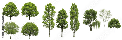 Fotografija Isolated Mixed Green Trees Set Realistic Forest and Garden Deciduous Tree Specie