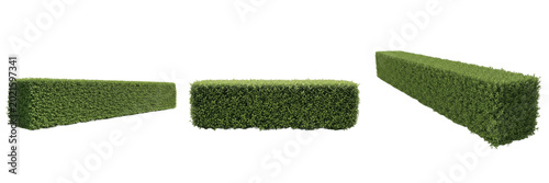 Canvastavla Rectangular Green Boxwood Hedge or Privacy Shrub for Architectural Landscaping a