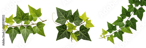 Photos Isolated Green Ivy Leaves Twig Set with Detailed Foliage Creeping Plant Vines Gr