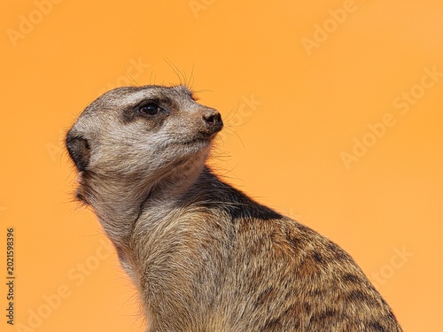 Meerkat Portrait Close-Up on Orange Background
