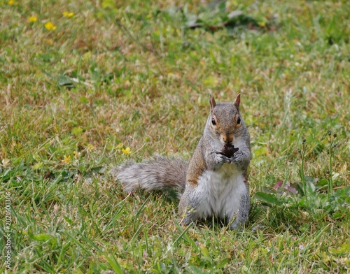 Graues Eichhörnchen auf einer Wiese auf dem Friedhof