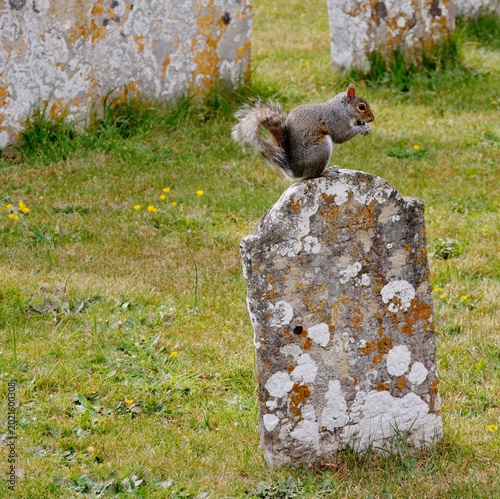 Graues Eichhörnchen auf einer Wiese auf dem Friedhof