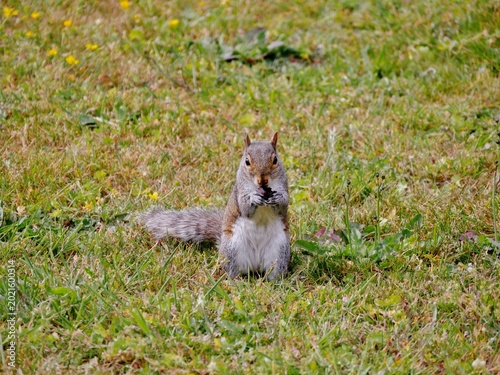 Graues Eichhörnchen auf einer Wiese auf dem Friedhof
