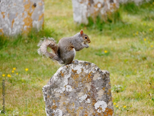 Graues Eichhörnchen auf einer Wiese auf dem Friedhof