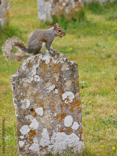 Graues Eichhörnchen auf einer Wiese auf dem Friedhof
