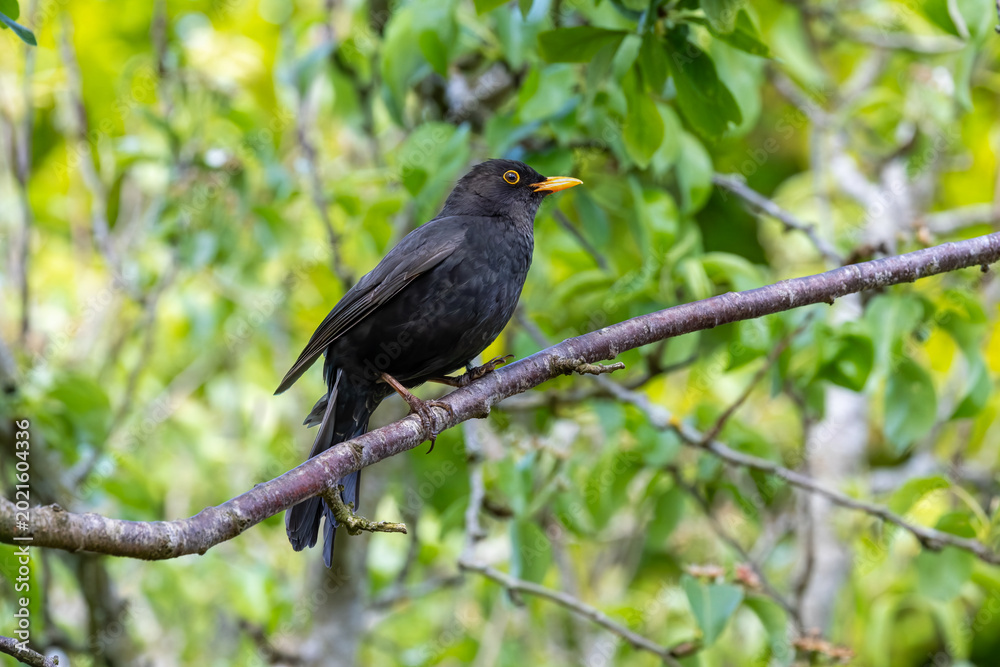 Fototapeta premium Male blackbird perched on branch in woodland garden setting