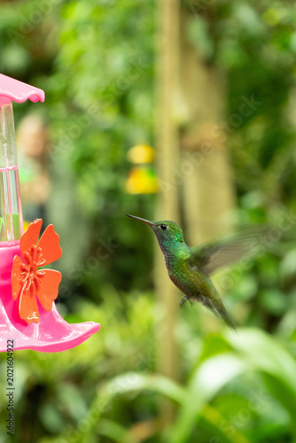 beautiful green hummingbird flying and drinking water
