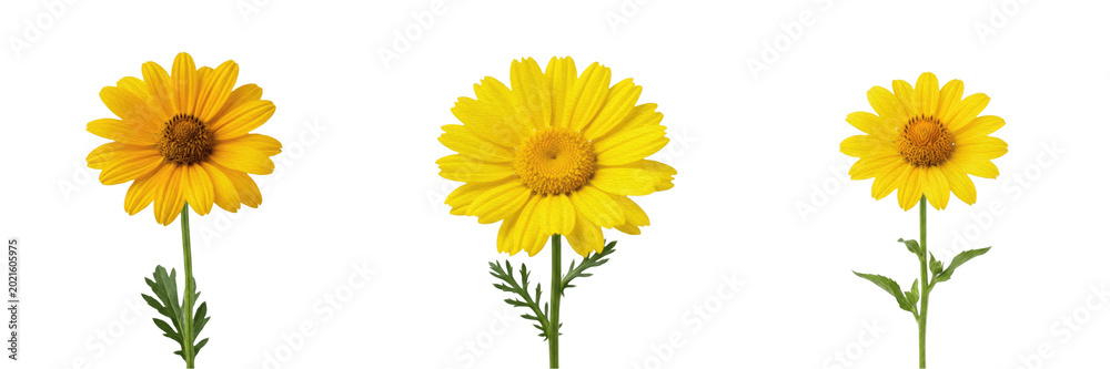Obraz premium Set and collection of single yellow daisy flower isolated on white background