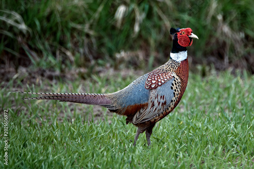 The photo captures a stunning male pheasant in close-up, showcasing its intricate and vibrant plumage in exquisite detail. 