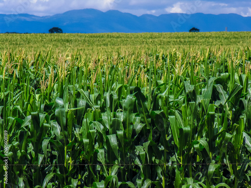 A wide shot of a vibrant, healthy corn plantation under a cloudy sky in the Brazilian countryside. 