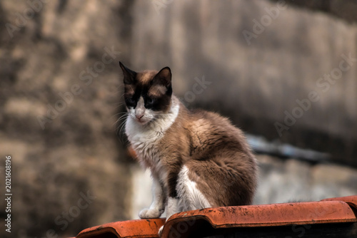 Fényképezés A beautiful mixed-breed cat with striking dark facial markings and light-colored eyes calmly on a terracotta tile roof, looking intently and curiously in a classic urban scene