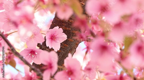 公園の河津桜