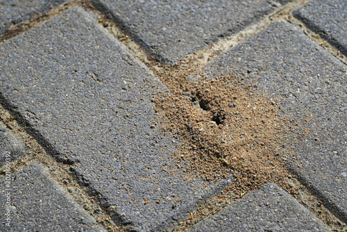 Fotografija Ant nest in the pavement, the insects undermining the stones of a patio or path