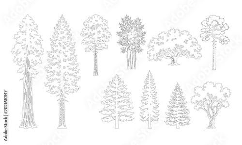 Quadro em tela CAD line art sequoia, pine and conifer tree side view elevation set, outline tall spruce and fir tree symbols for architectural landscape and forest design plans