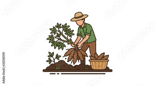 Farmer harvesting cassava roots from the soil.
