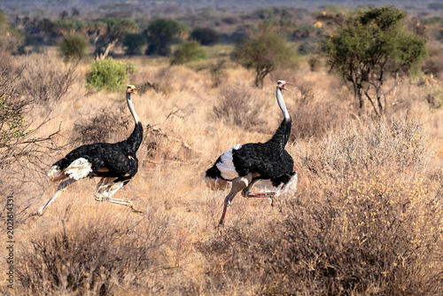 Two males of Somali ostrich (Struthio molybdophanes) running through the arid savannah, Samburu National Reserve, Kenya