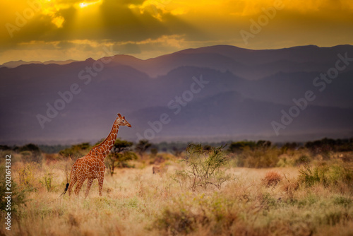 Reticulated giraffe (Giraffa reticulata) during beautiful dramatic colorful sunset in Meru national park, Kenya
