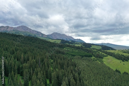 Aerial view of dense pine forests rolling across mountainous terrain under cloudy skies