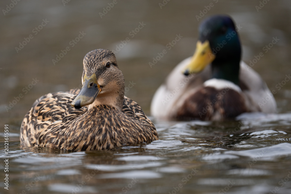 Fototapeta premium Male and female mallard duck pair swimming together on a lake