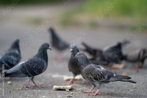 Quadro su tela Wild pigeons eating bread crumbs on the ground in the city
