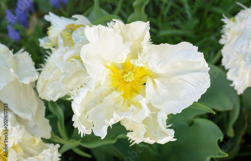 Tulip with white petals, top view