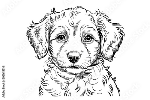 Cute curly haired puppy looking up