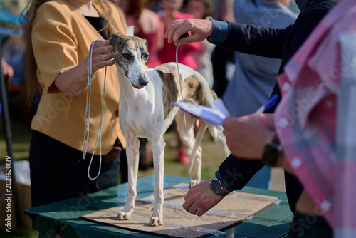Billede på lærred A beautiful Whippet dog stands on a table while a judge carefully examines its conformation during an outdoor dog show
