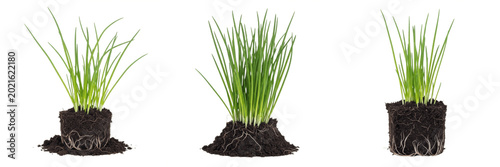 Fresh green chives growing in soil premium PNG stock photo, realistic organic bunch culinary herb plant element isolated on white transparent background