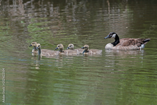 Fotografie Canada goose family, five goslings followed by an adult swimming across a freshwater lake