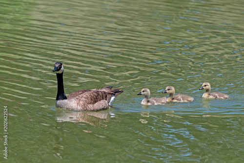 Obraz na płótnie Adult Canada Goose leading three goslings swimming across a lake with greenish water; copy space
