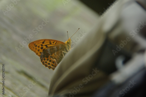 Fotografija A wild silver-washed fritillary (Kaisermantel) takes a break on a hiker’s bag during a summer adventure