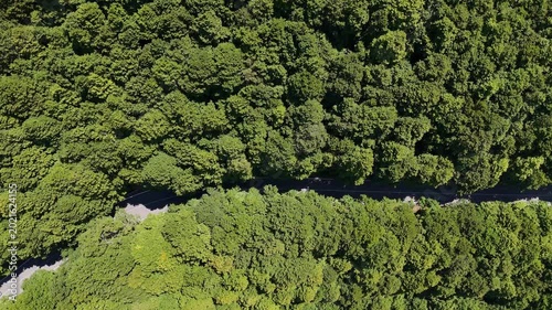 Lush green forest embraces winding road under the bright blue sky on a sunny day