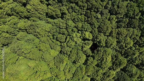 Explore the rich green canopy and hidden beauty of a lush forest in bright midday sunlight