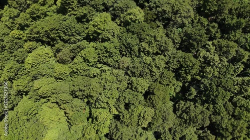 Lush green canopy stretching endlessly across the vibrant forest, inviting exploration during a sunny afternoon