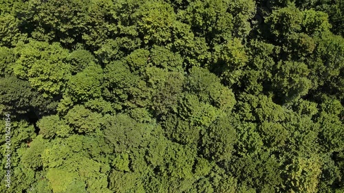 Lush green canopy drapes the landscape, revealing nature's endless tapestry in a vibrant forest adventure
