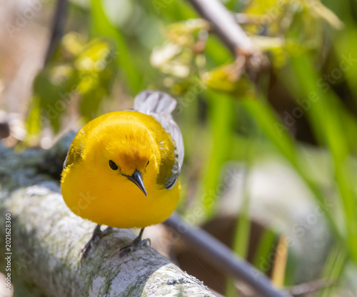 Fotografie Front view of Prothonotary Warbler in a wooded wetland in Pelee National Park in