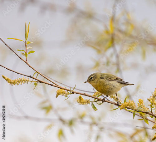 Фотография Philadelphia Vireo foraging on a branch with yellow blossoms in springtime at Pe