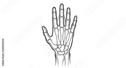 Bild auf Leinwand Human Hand Skeleton Anatomy Illustration - Bone Structure Close-up