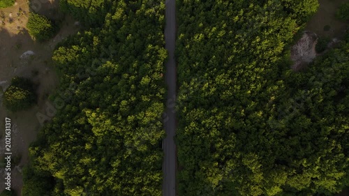 Lush green trees frame a tranquil road winding through a serene forest landscape during a golden hour sunset