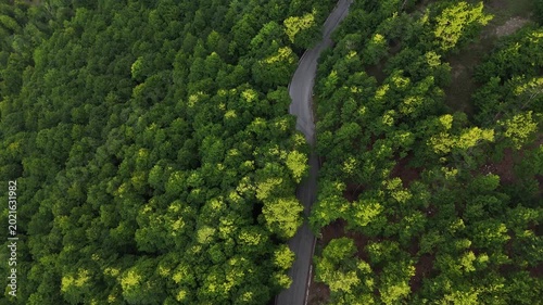 Winding road through lush greenery in a serene forest landscape at midday, showcasing nature's beauty