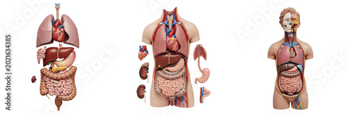Canvastavla Isolated Three Dimensional Human Anatomy Torso Model Showing Internal Organs Vis