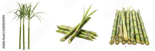Isolated Raw Fresh Sugar Cane Stalks Green Leaves Agriculture Tropical Plant Crop on Plain White Background as High Quality Cutout PNG Set Asset File