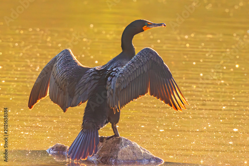 Fotografi Double-crested Cormorant drying wing feathers in the morning sun
