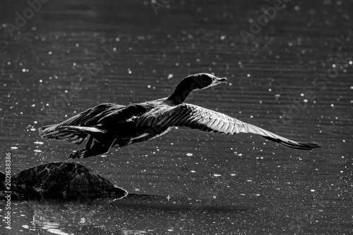 Quadro em tela Double-crested Cormorant takeoff black and white photograph
