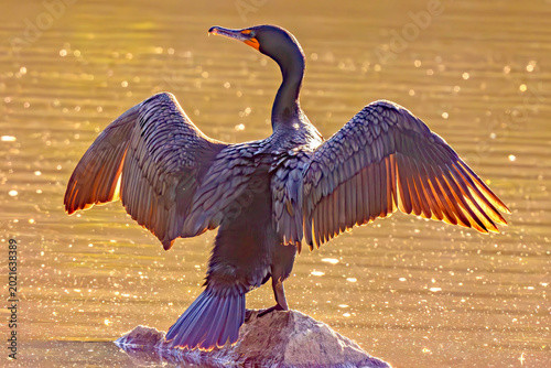 Slika na platnu Double-crested Cormorant wing drying in Idaho