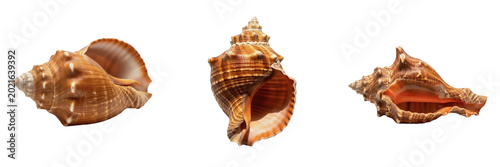 Fotografie Natural Spiral Sea Shell Triton Trumpet Conch Marine Animal Snail Husk Aquatic O